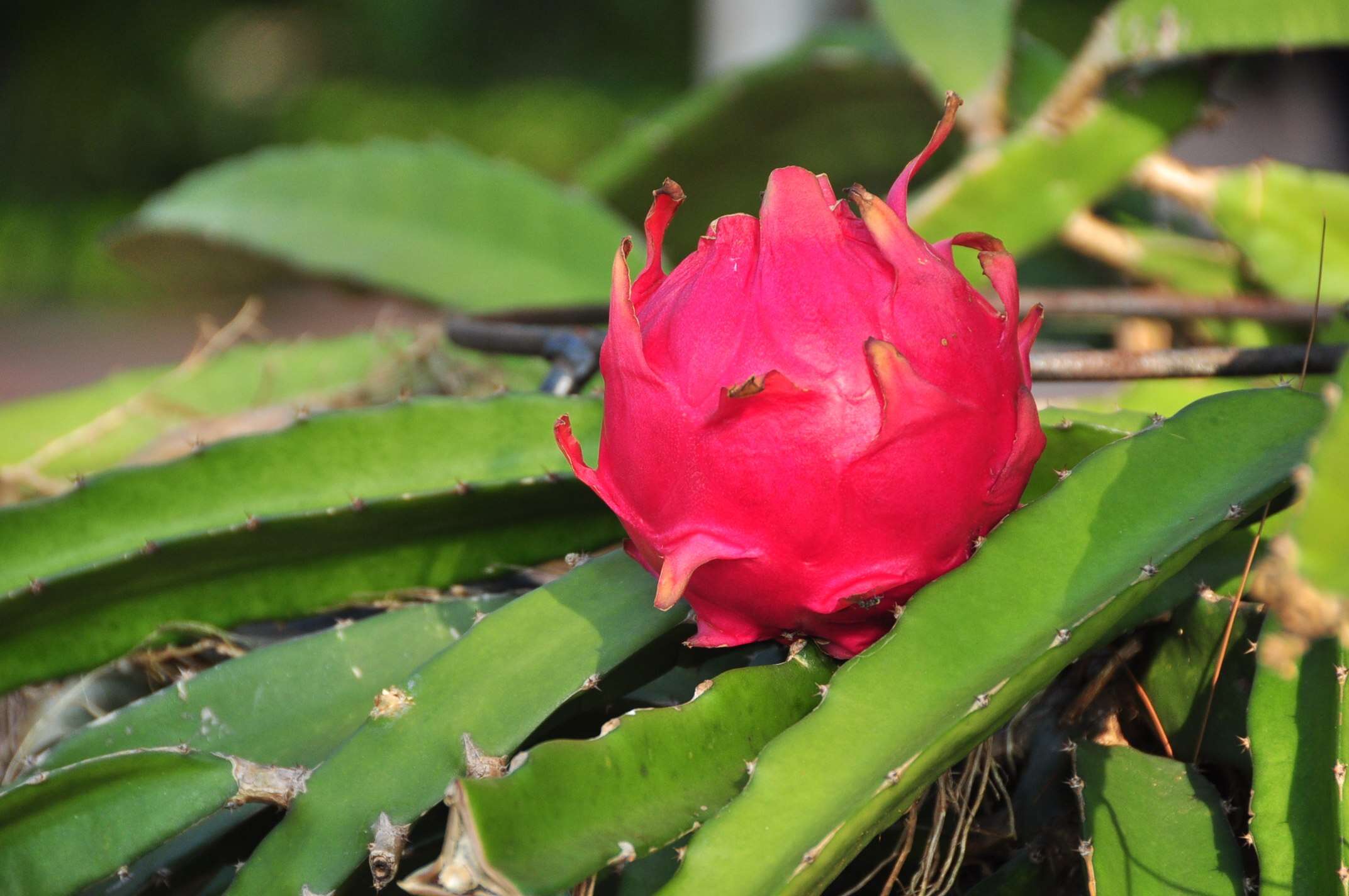 Image of nightblooming cactus