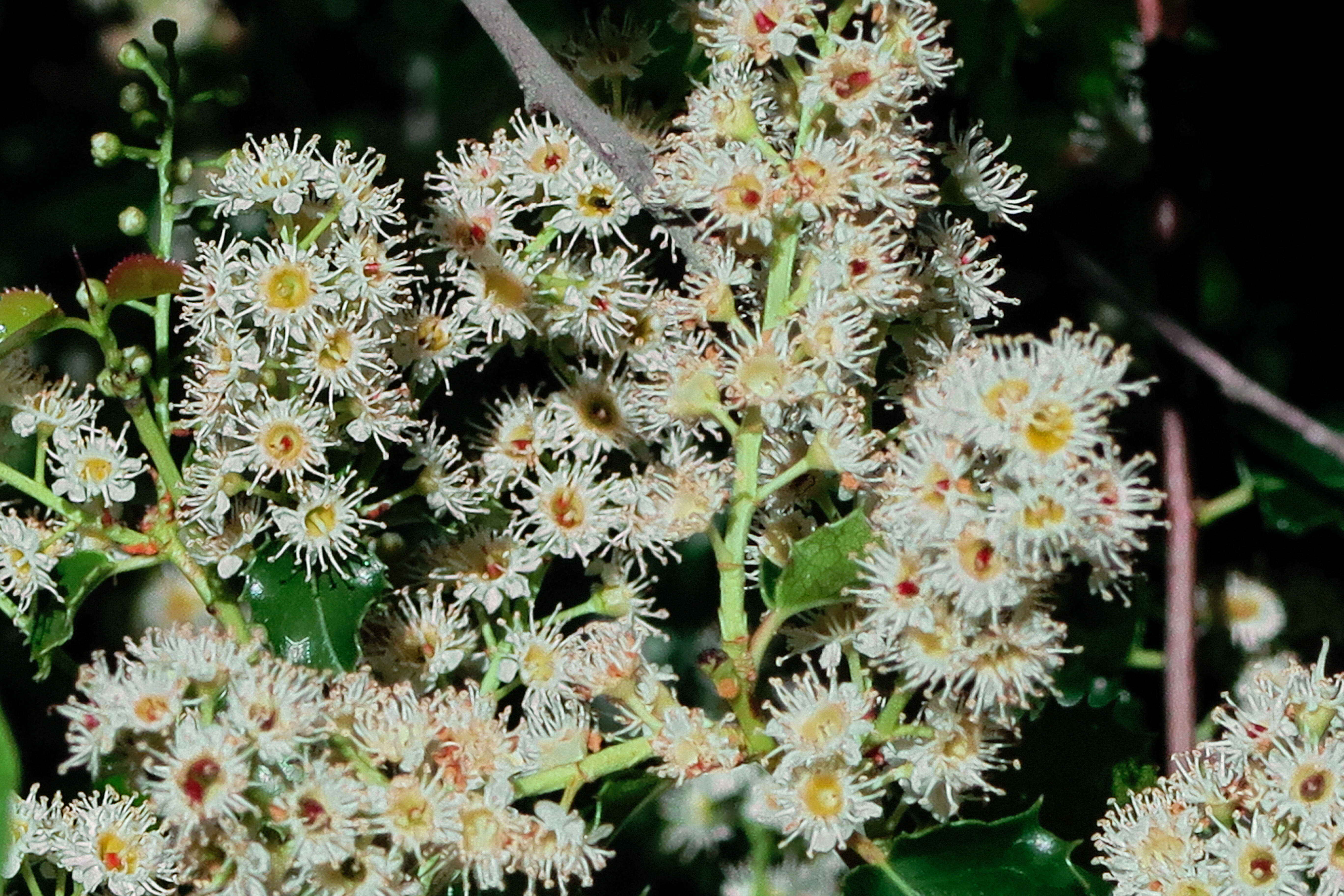 Plancia ëd Prunus ilicifolia (Nutt. ex Hook. & Arn.) D. Dietr.