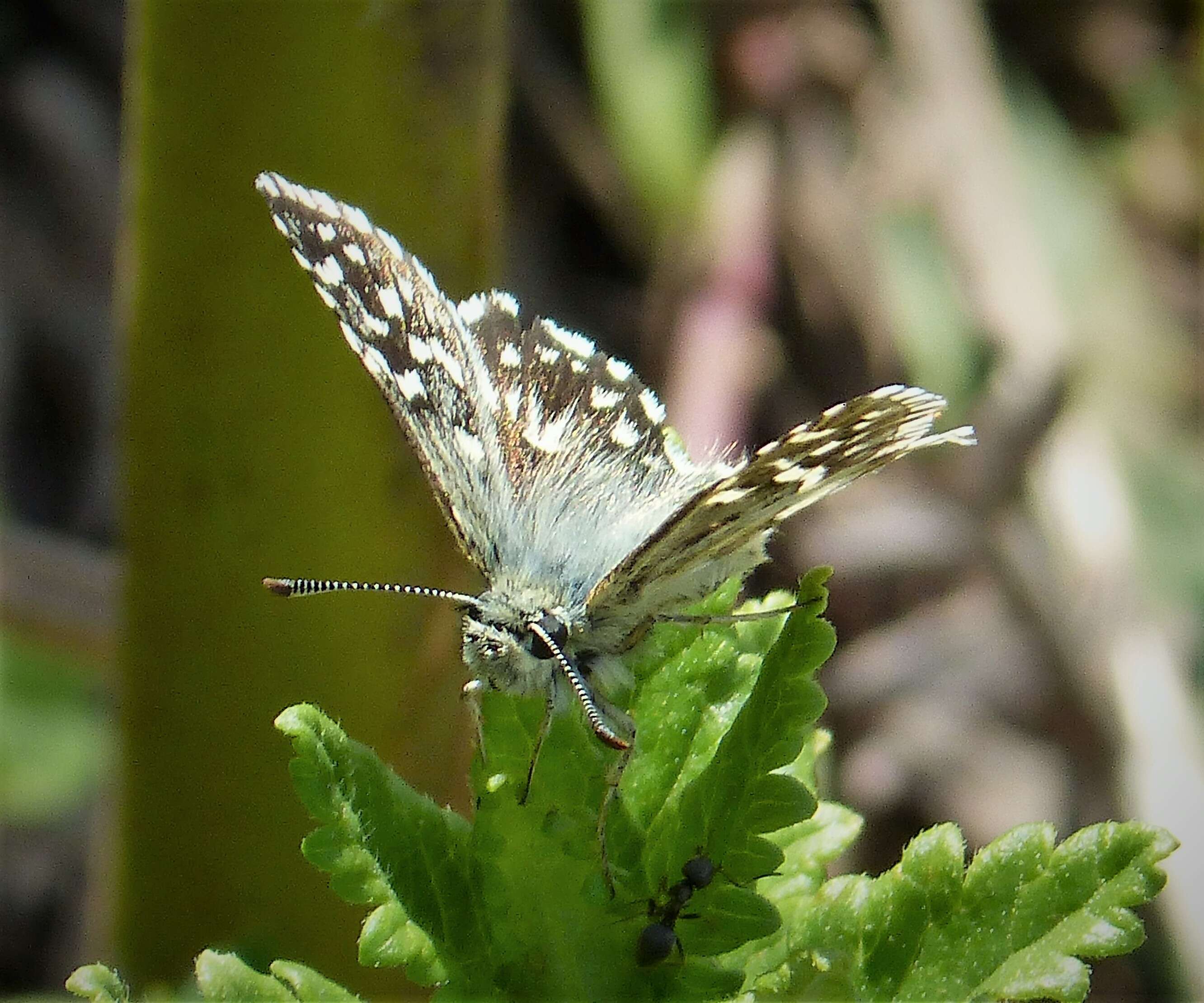 Image of Checkered-Skippers