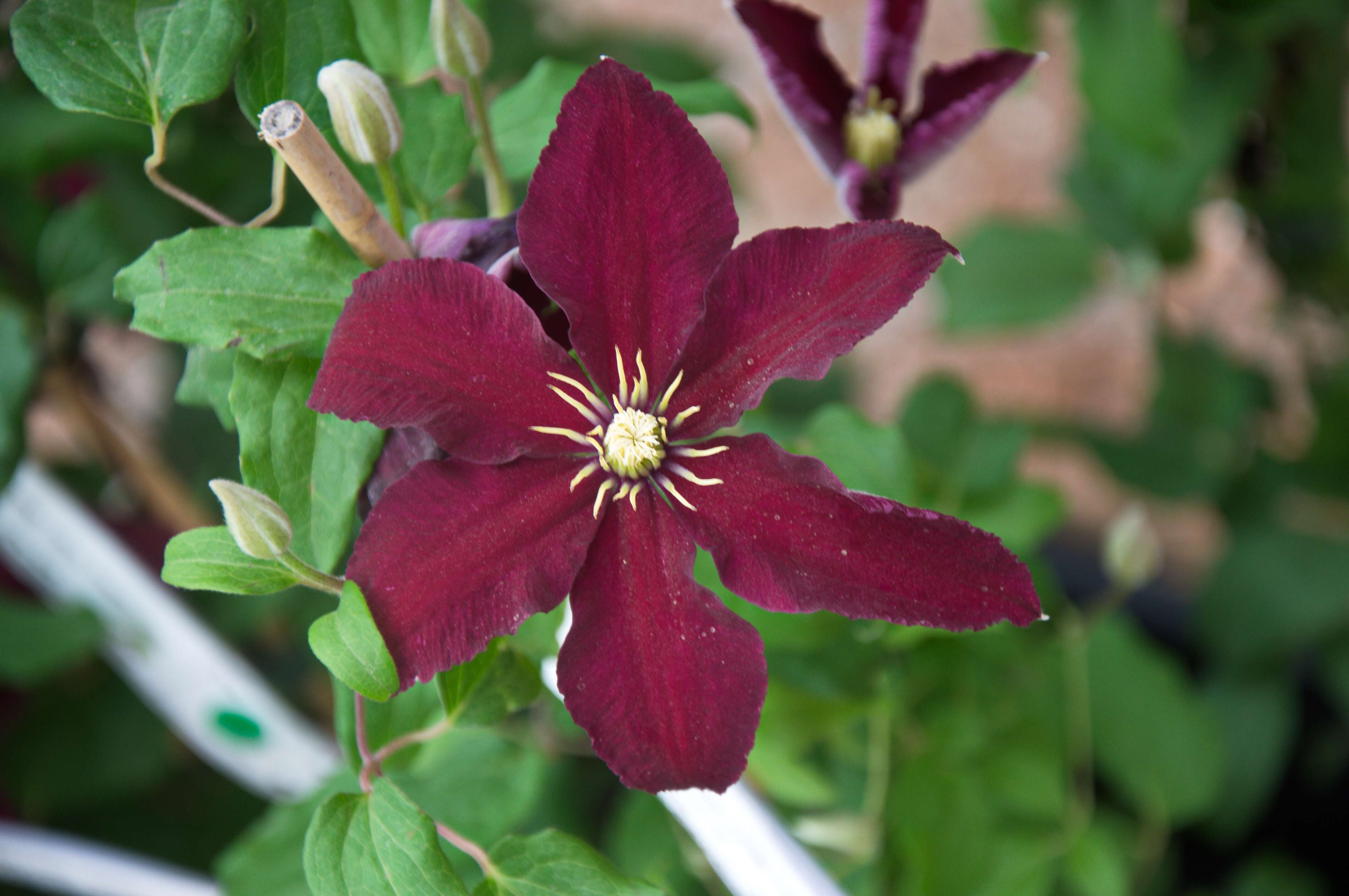 Image of Ranunculaceae