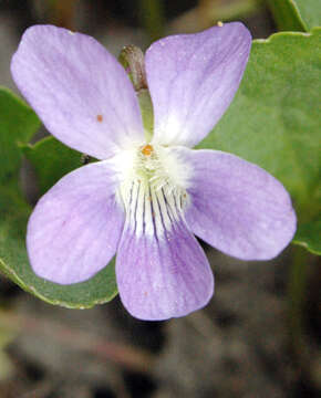 Image of common blue violet