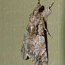 Sivun Ulotrichopus tinctipennis Hampson 1902 kuva