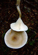 Image of funnel clitocybe