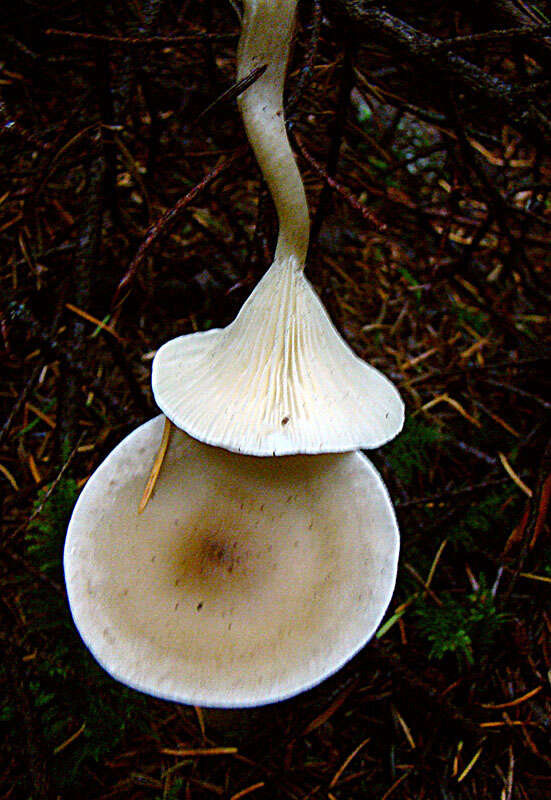 Image de Clitocybe gibba (Pers.) P. Kumm. 1871