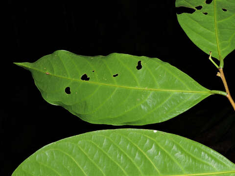 Image of Desmopsis verrucipes Chatrou, G. E. Schatz & N. Zamora