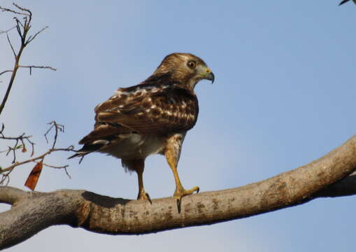 Image of Broad-winged Hawk