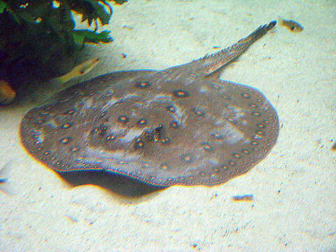 Image of Ocellate River Stingray