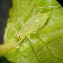 Image of Macrosiphum (Macrosiphum) parvifolii Richards 1967