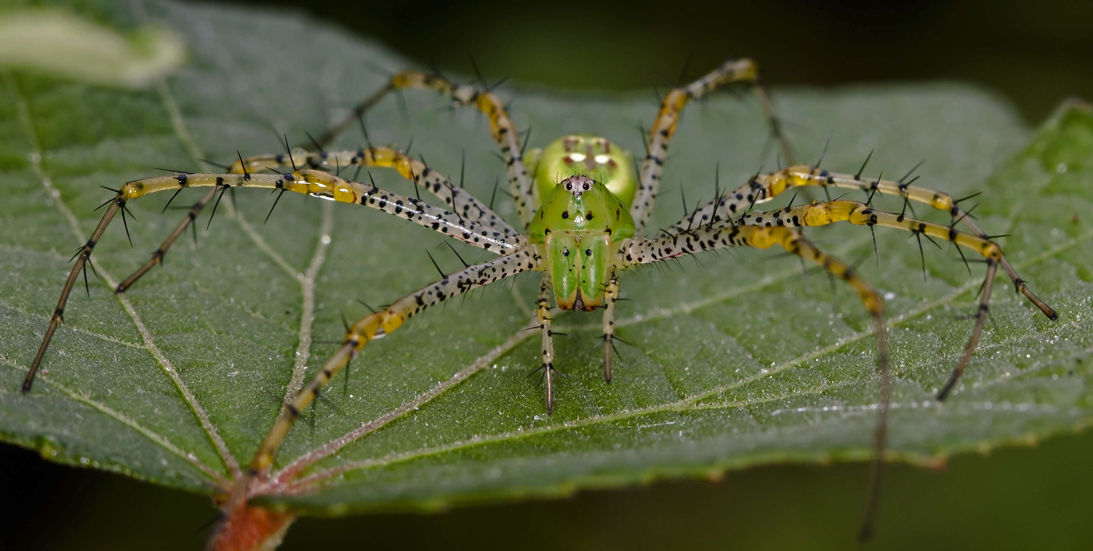 Image of Peucetia