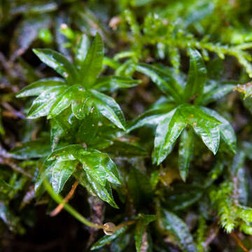 Image of atrichum moss