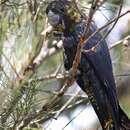 Image of Glossy black cockatoo