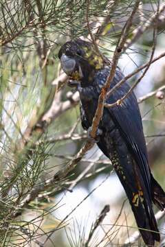 Image of Glossy black cockatoo