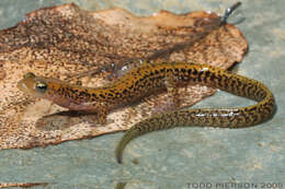 Image of Longtail Salamander