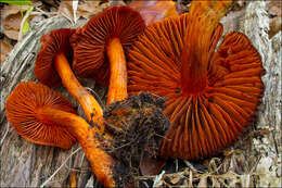 Image of Cortinarius cinnabarinus Fr. 1838