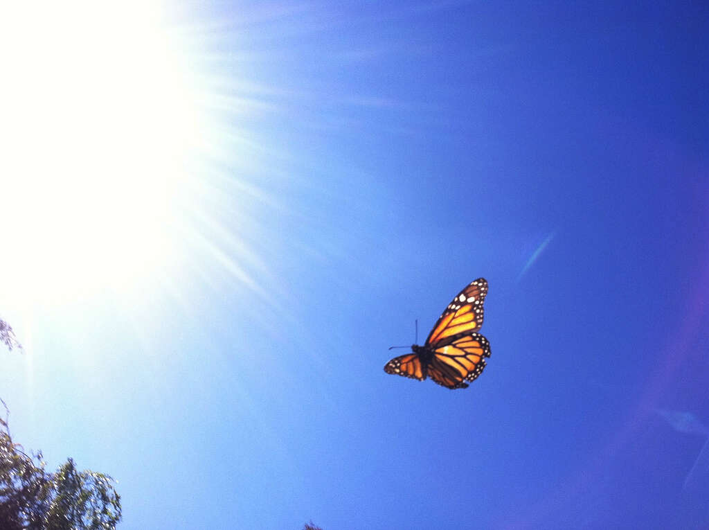 Image of Monarch Butterfly