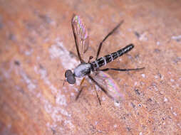 Image of Taenogerella elizabethae Winterton, Irwin & Yeates 1999