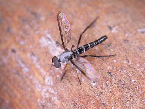 Image of Taenogerella elizabethae Winterton, Irwin & Yeates 1999