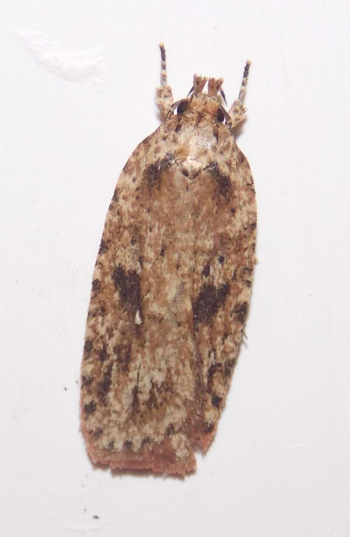 Image of Agonopterix pulvipennella Clemens 1864