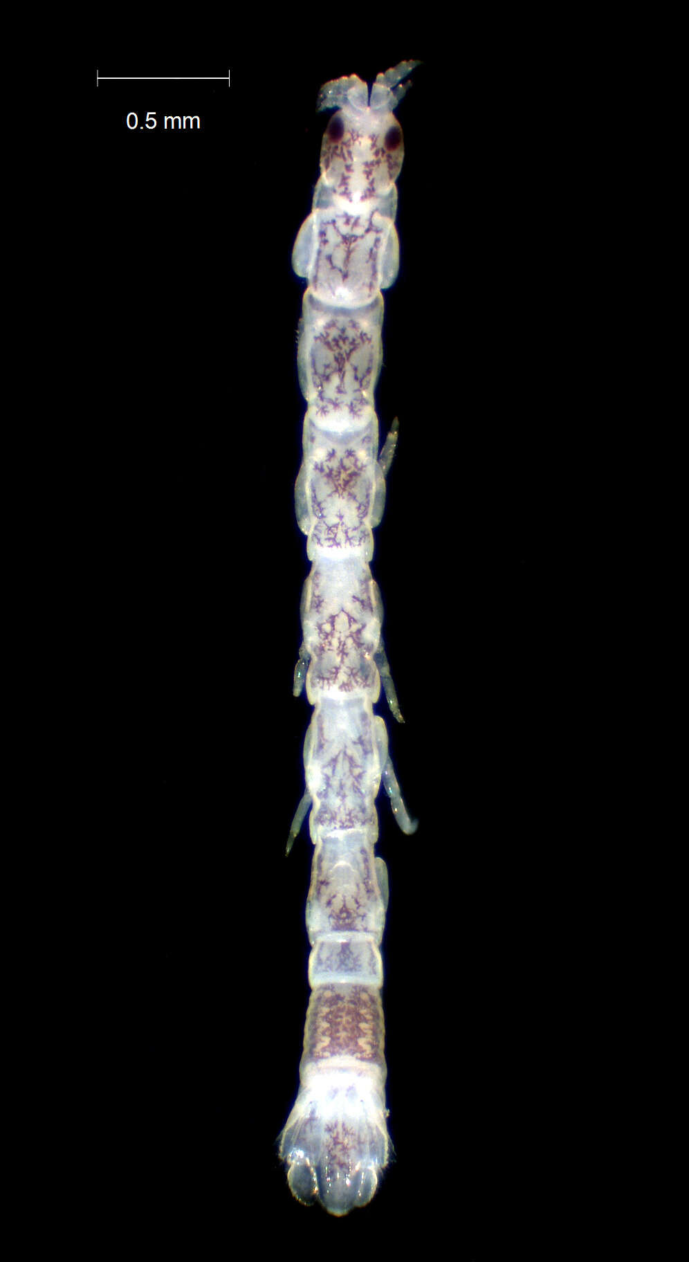 Image of Anthuroidea Leach 1914