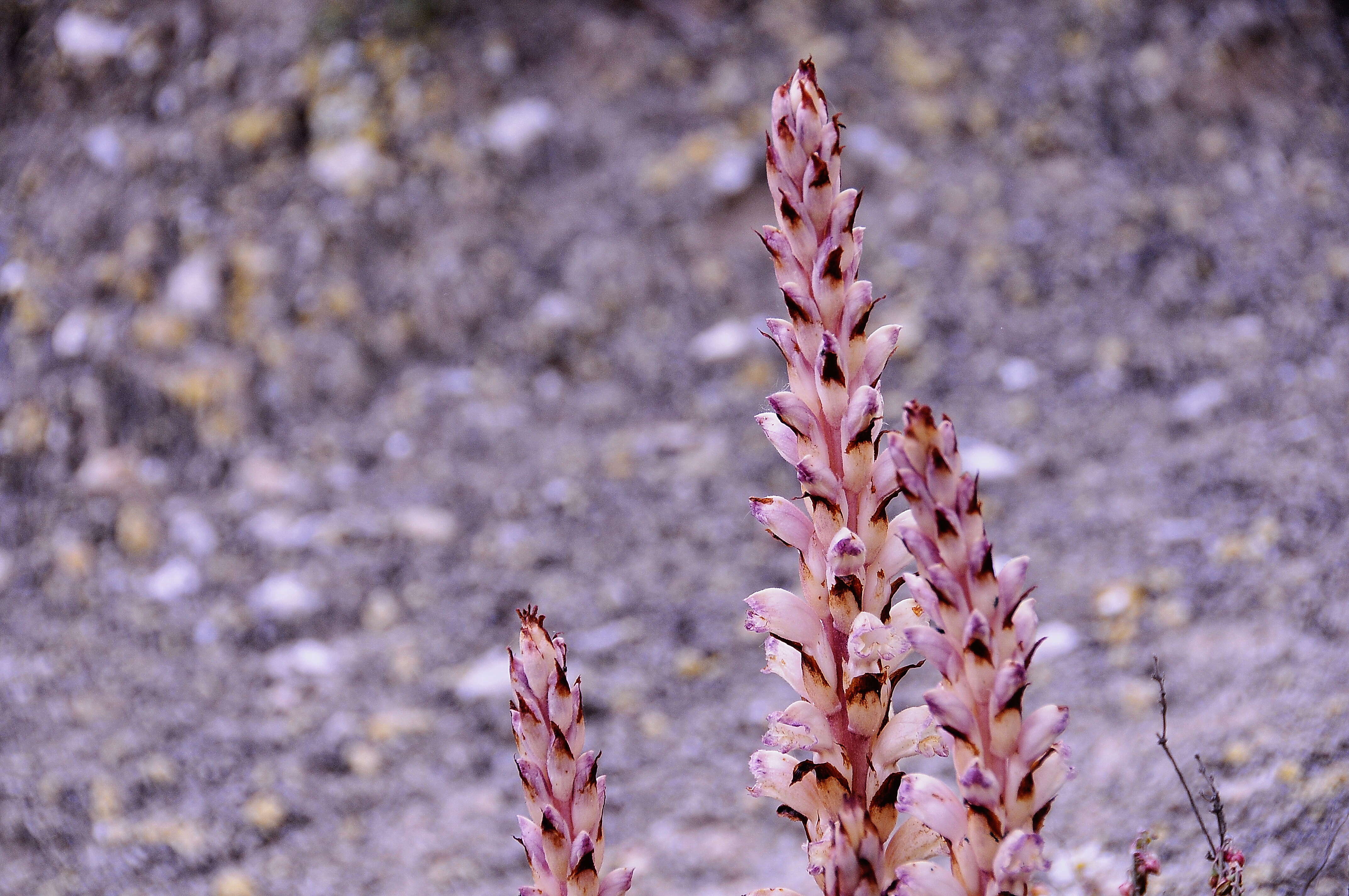 Plancia ëd Orobanche