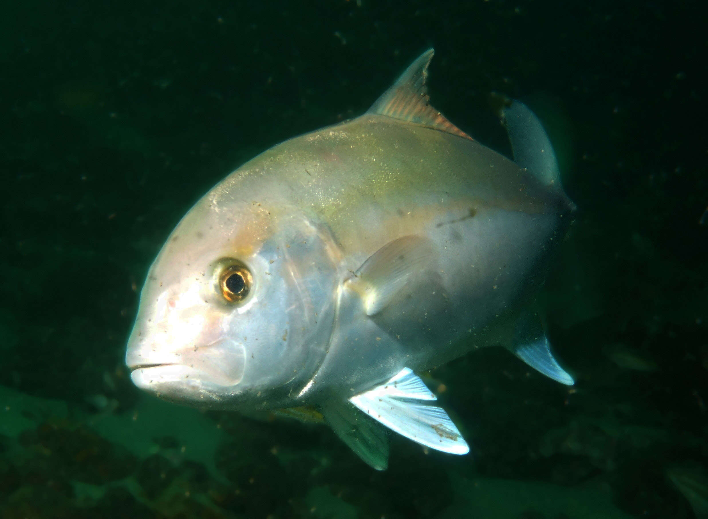 Image of Brassy trevally