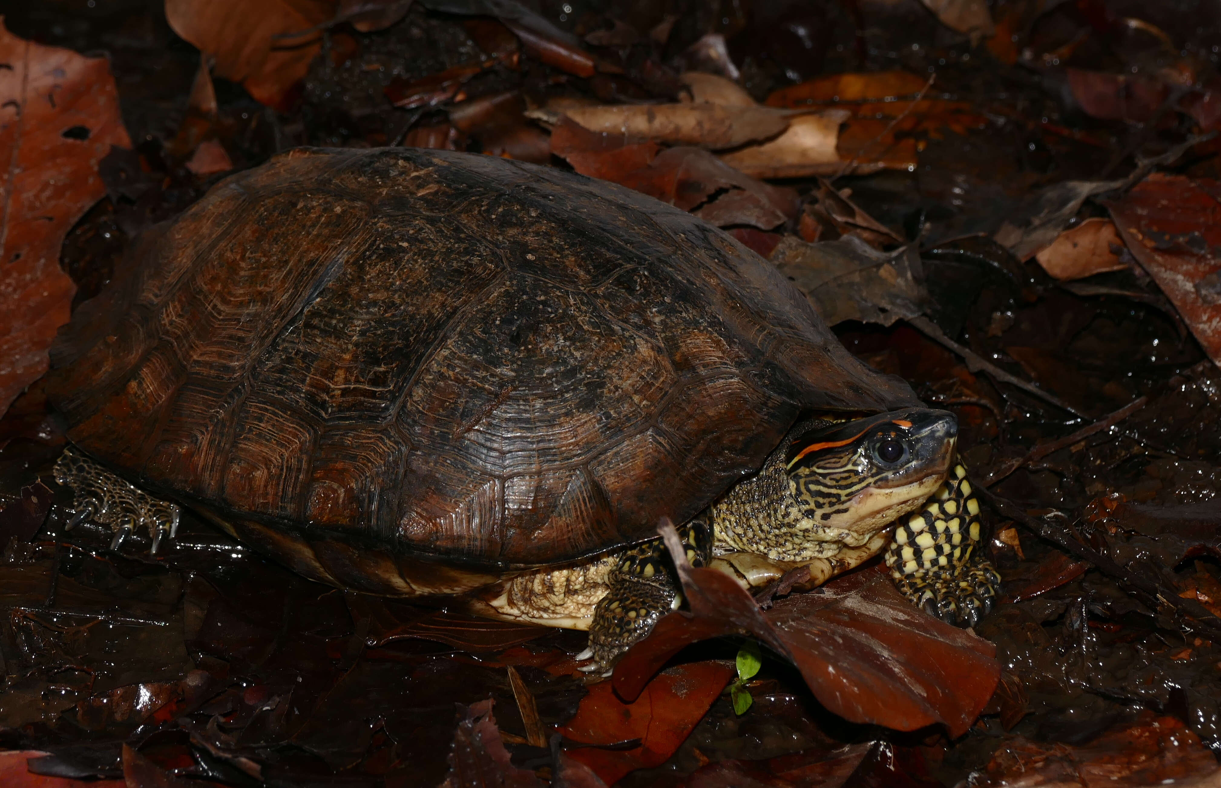 Image of Neotropical wood turtles