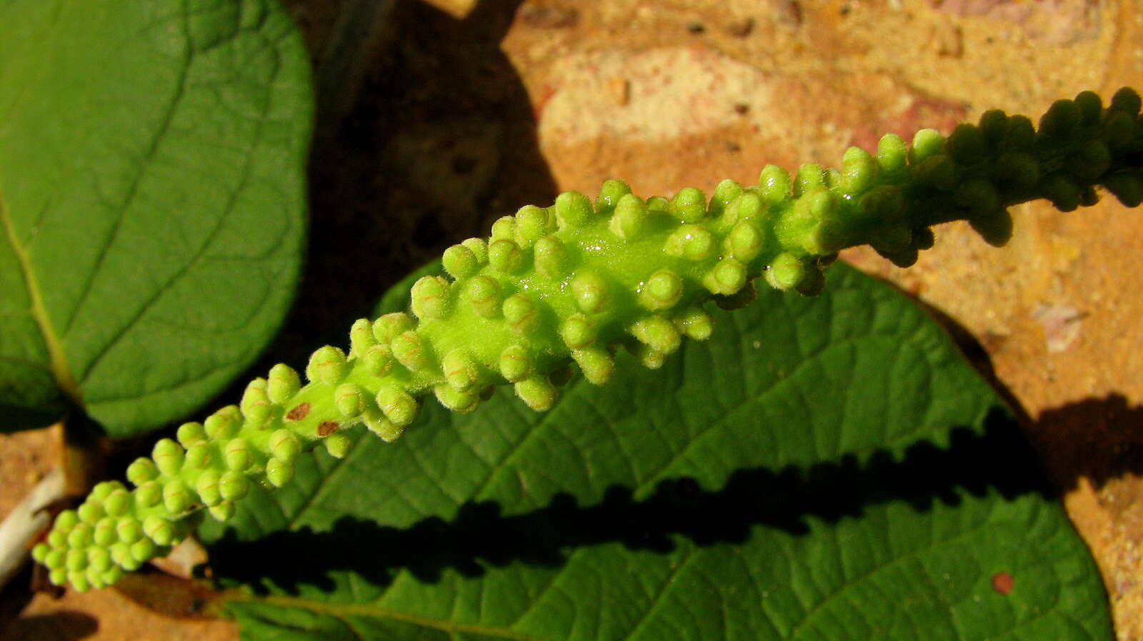 Coccoloba alnifolia Casar. resmi