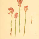 Sivun Arethusa bulbosa L. kuva