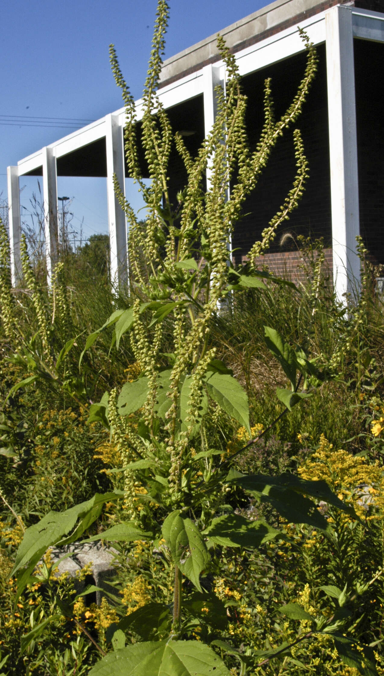 Image of great ragweed