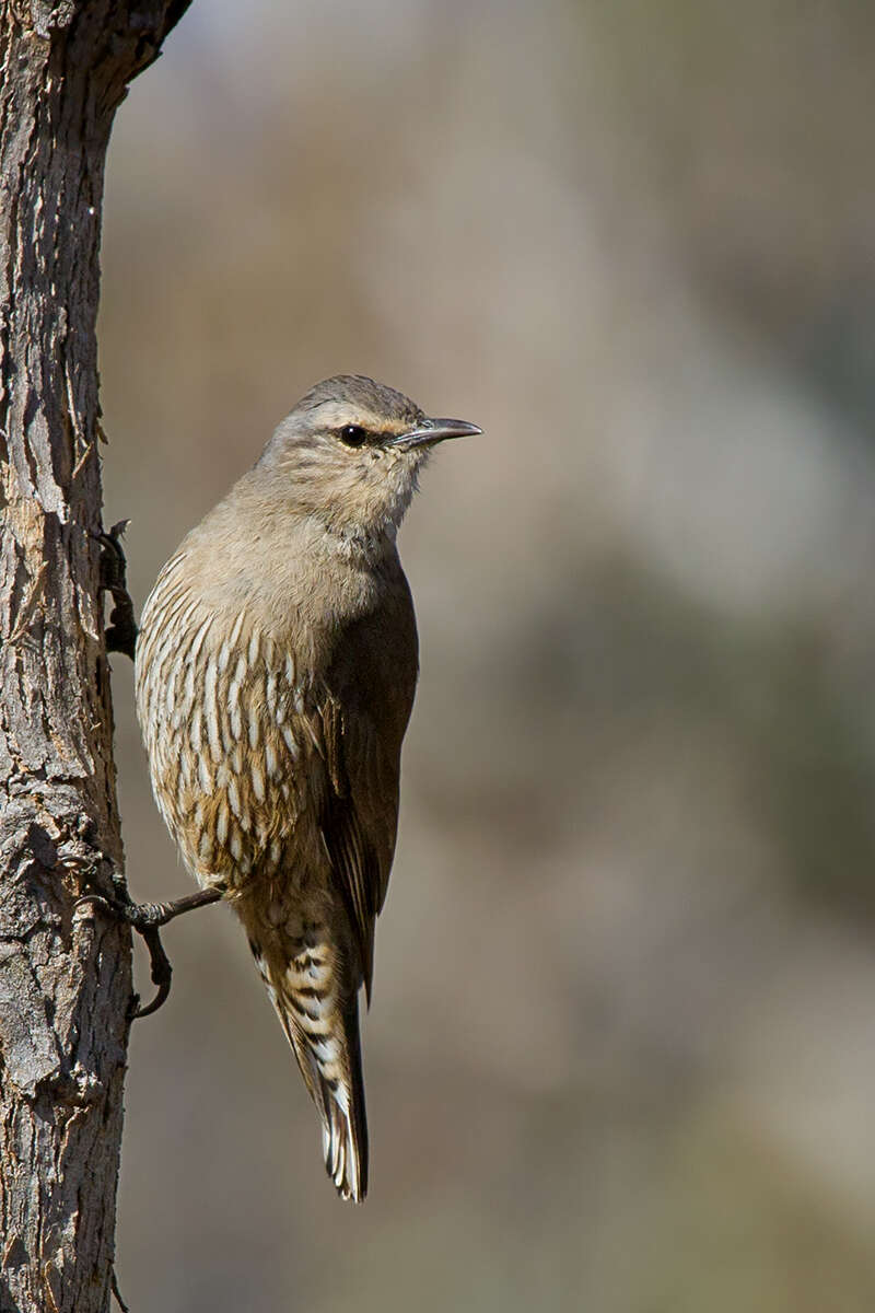 Image of Australo-Papuan treecreepers