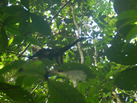 Image of white-faced capuchin