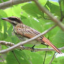 Image of Streaked Flycatcher