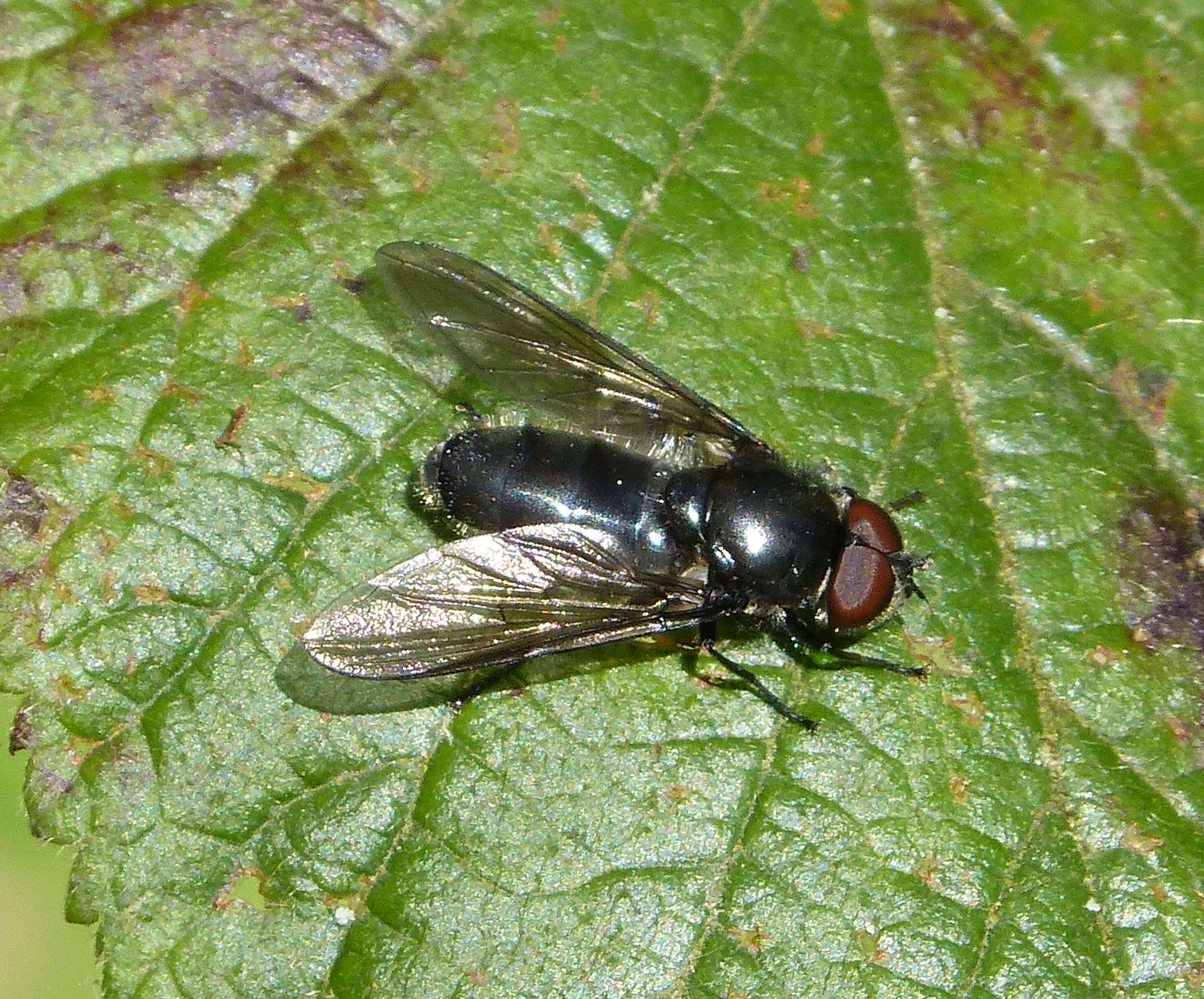 Image of hoverfly