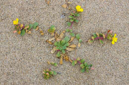 Image of beach suncup