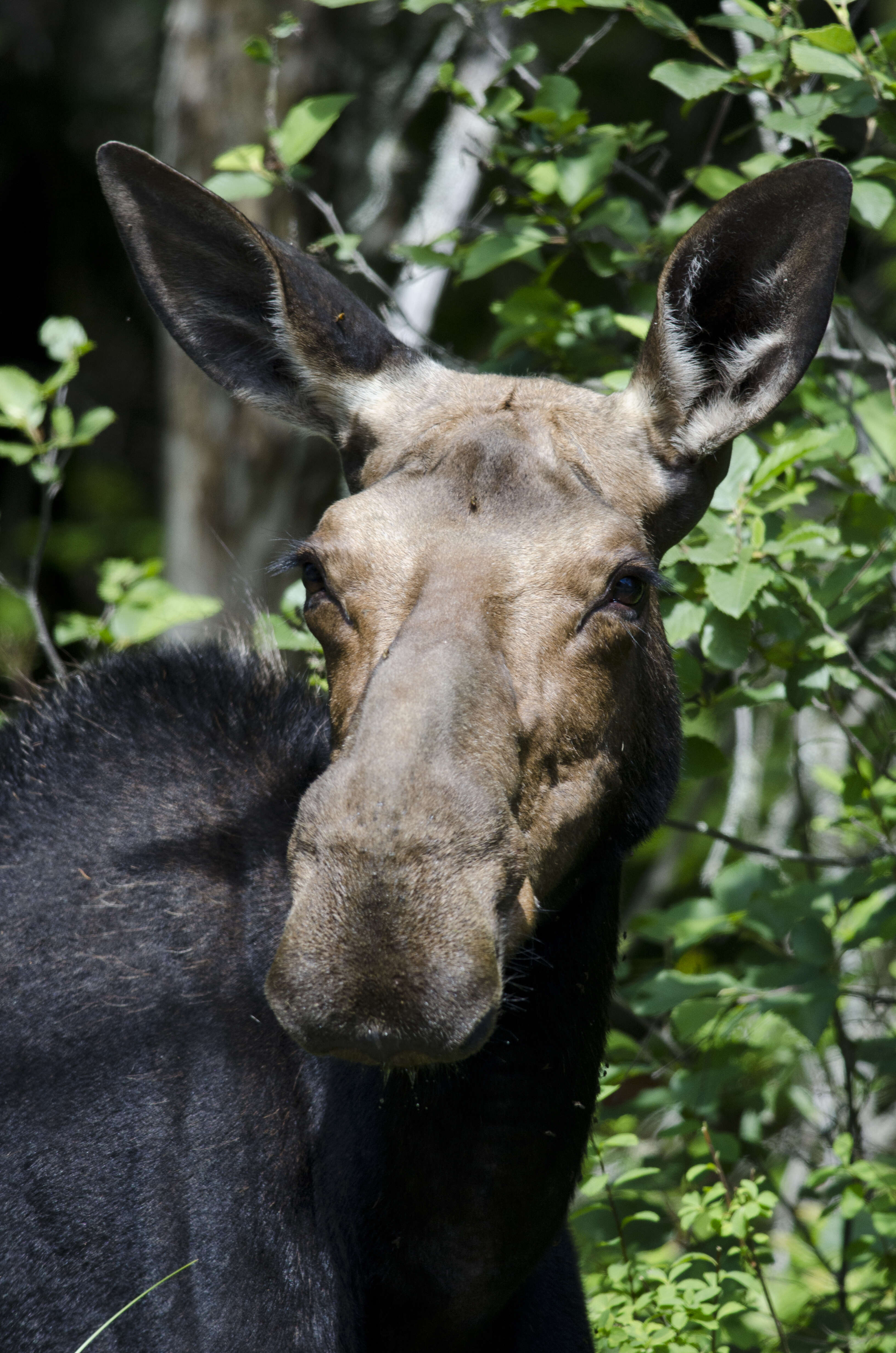 Слика од Alces Gray 1821