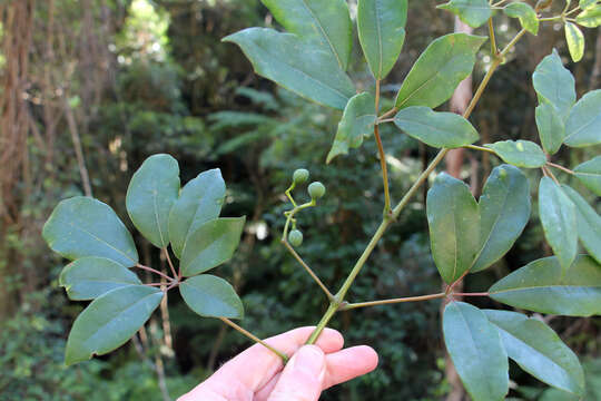 Image of Nothocissus hypoglauca (A. Gray) Latiff