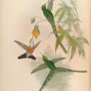 Image of Aglaiocercus kingii smaragdinus (Gould 1846)