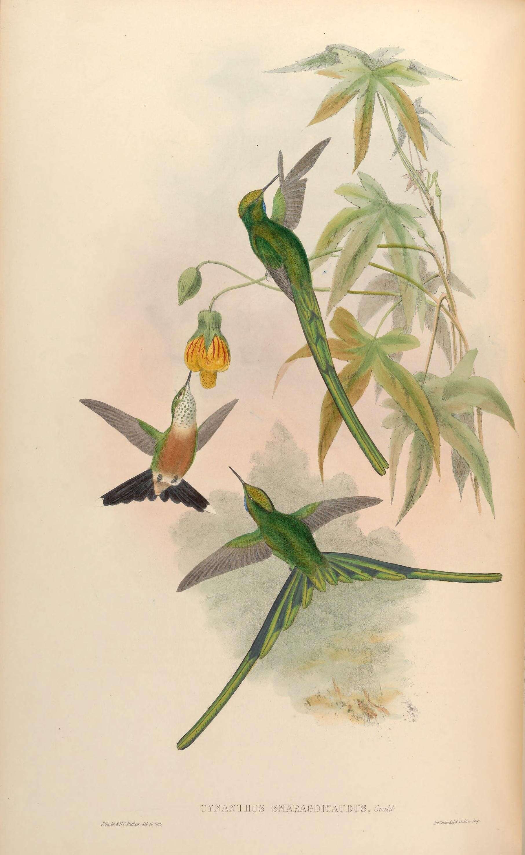 Image of Aglaiocercus Zimmer & JT 1930