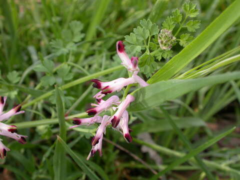 Image of Fumitory