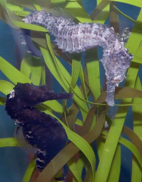 Image of seahorses