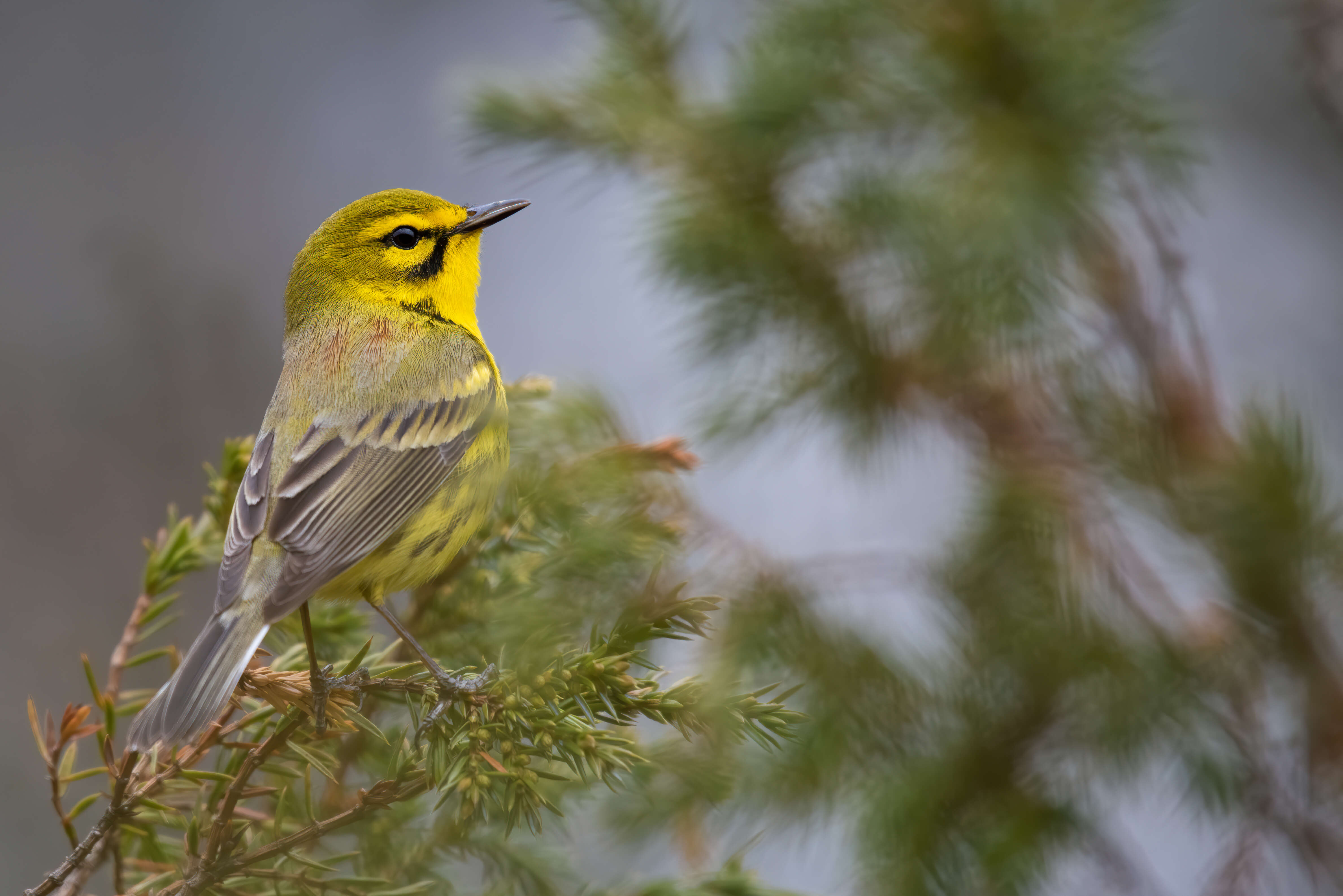 Image of Prairie Warbler