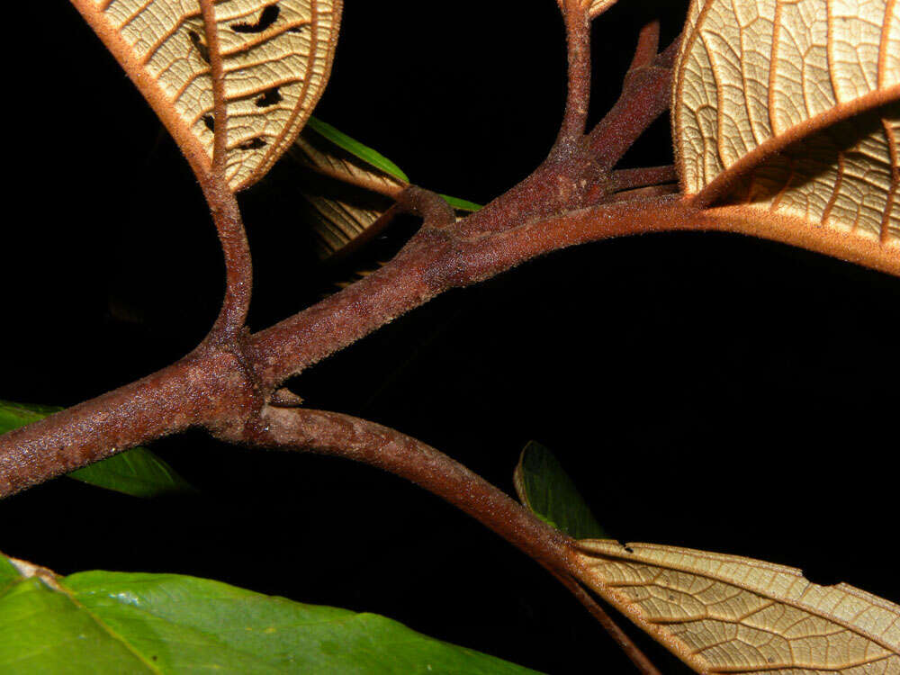 Image of Miconia elata (Sw.) DC.