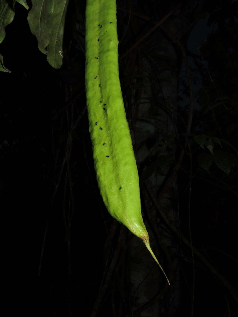 Image of Pleonotoma variabilis (Jacq.) Miers