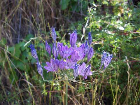 Слика од Triteleia laxa Benth.