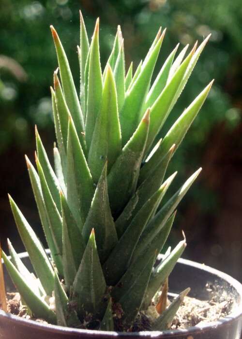 Image of Haworthiopsis glauca (Baker) G. D. Rowley