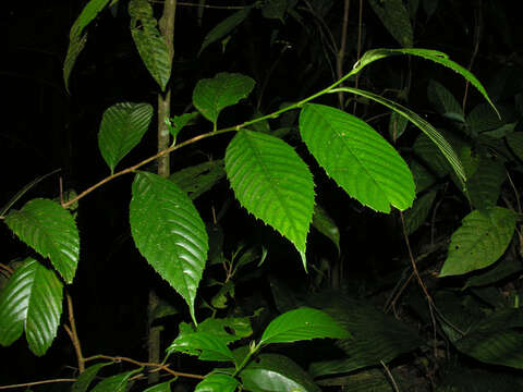 Image of Ticodendron
