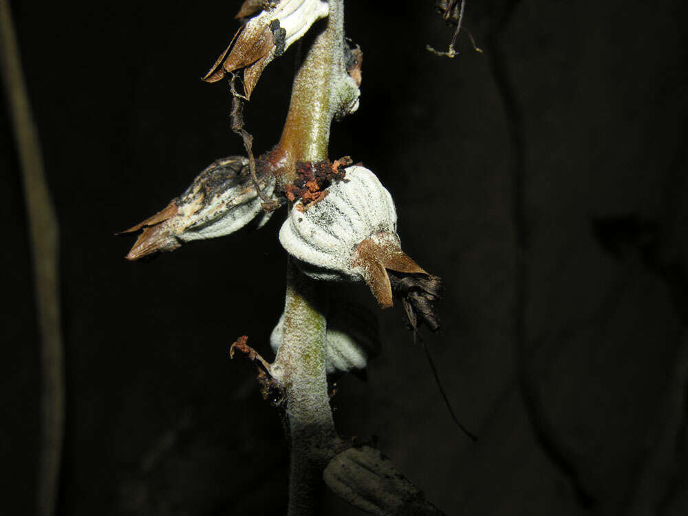 Image of billbergia