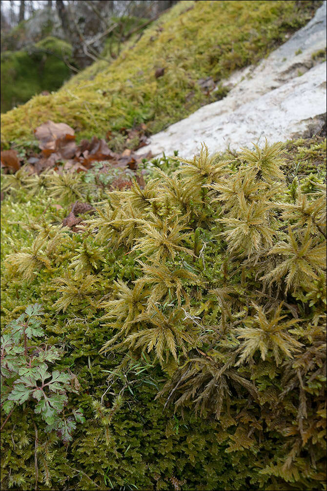 Image of Climaciaceae