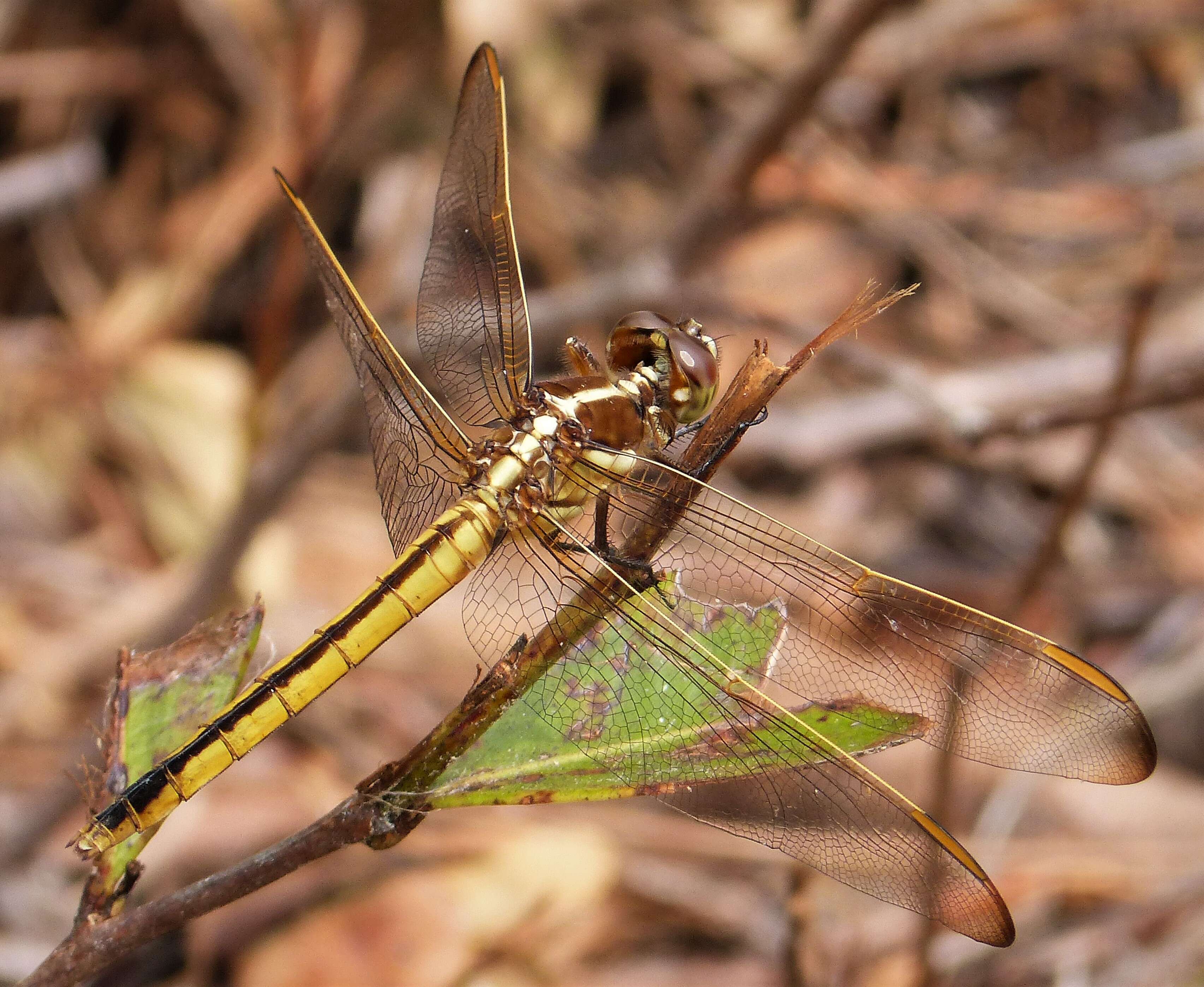 Image of Libellula Linnaeus 1758