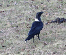 Image of White-necked Raven